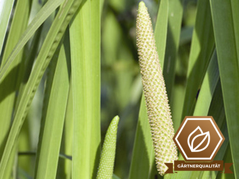 Kalmus - Acorus calamus